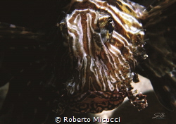 Lion fish by Roberto Micucci 